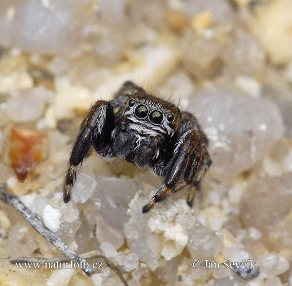 aranhas-saltadoras