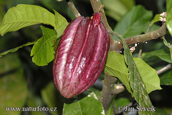 Arborele de cacao