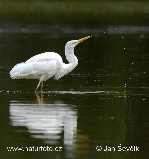 Ardea alba