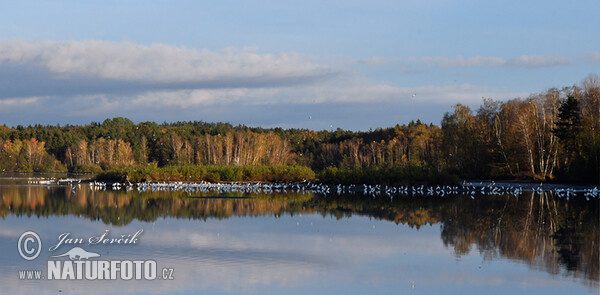 Ardea alba