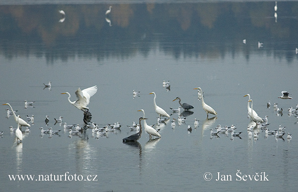 Ardea alba