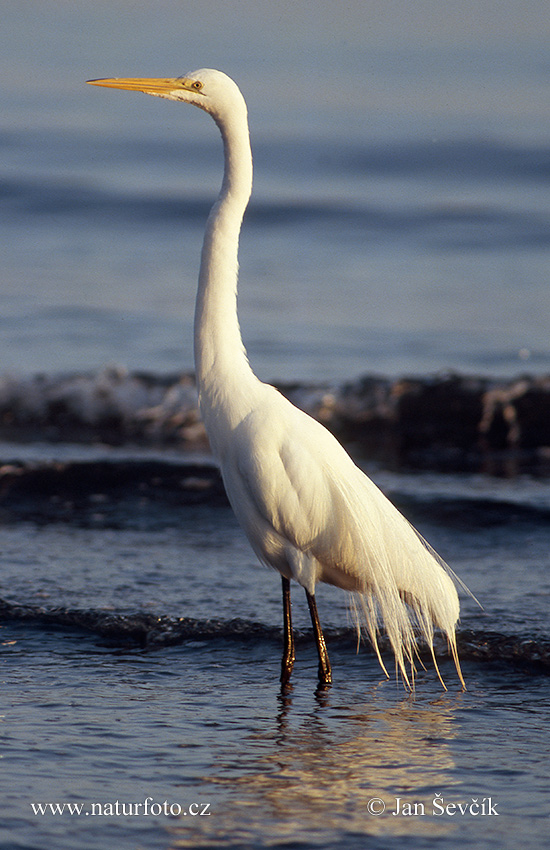 Ardea alba