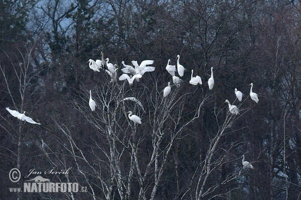 Ardea alba