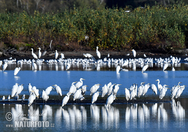 Ardea alba