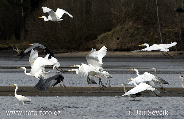 Ardea alba