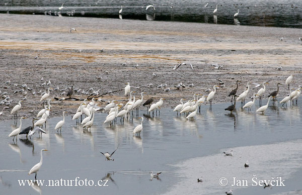 Ardea alba