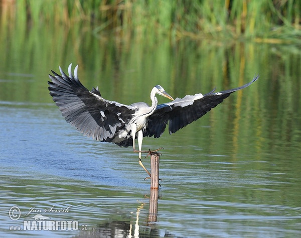 Ardea cinerea