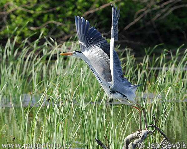 Ardea cinerea