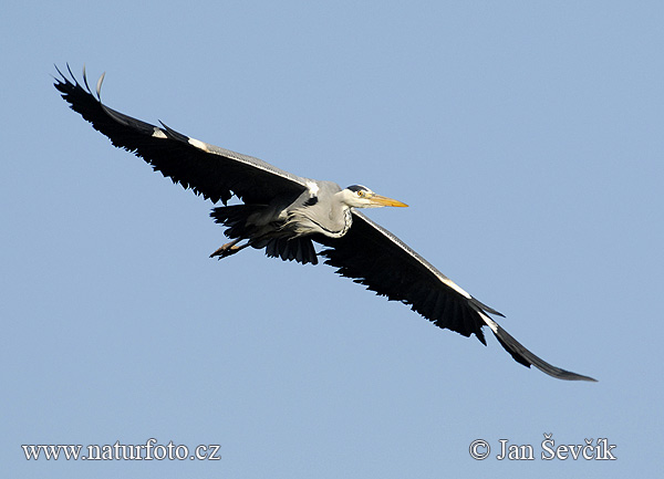 Ardea cinerea