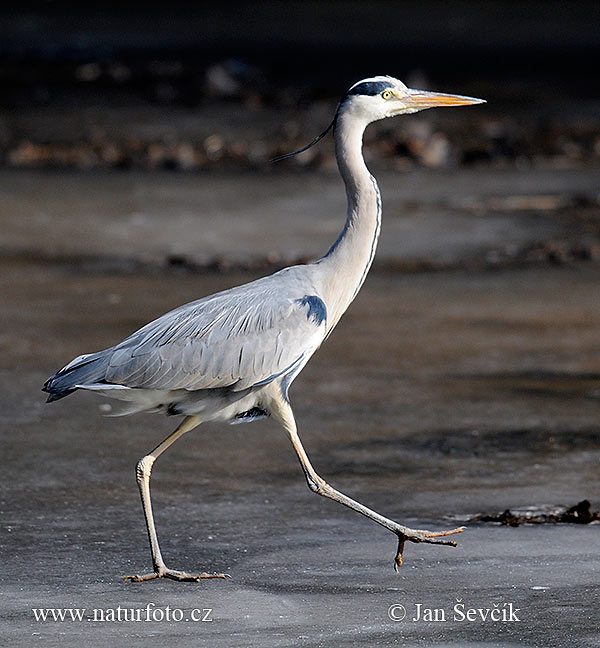 Ardea cinerea