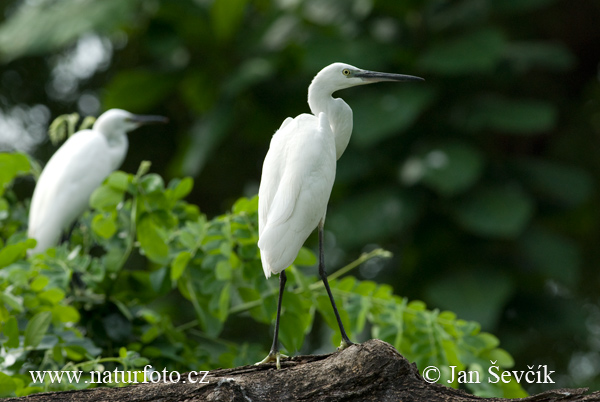 Ardea garzetta