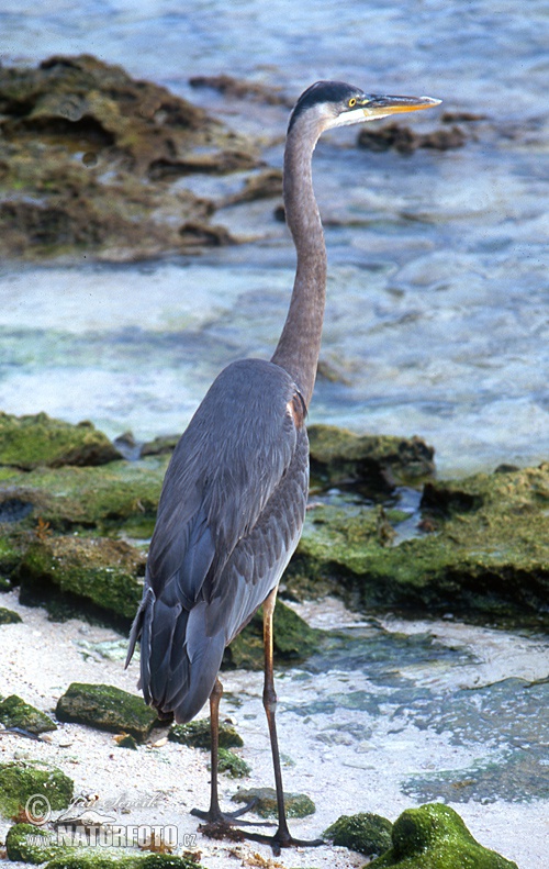 Ardea herodias