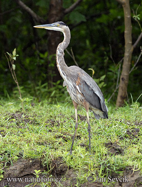 Ardea herodias