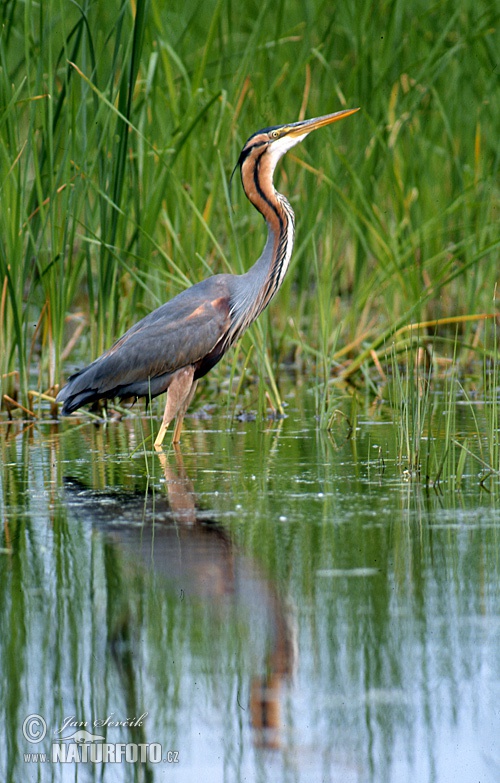 Ardea purpurea