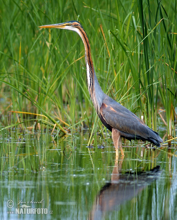 Ardea purpurea