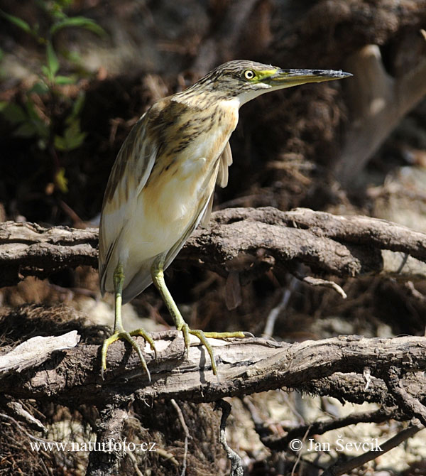 Ardeola ralloides