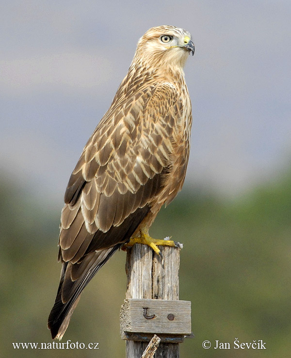 Arendbuizerd