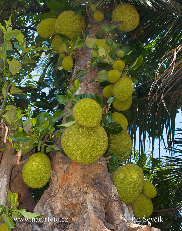 Artocarpus heterophyllus