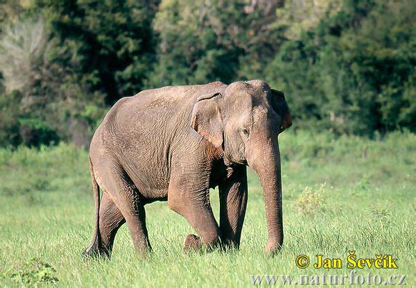 Asiatisk elefant