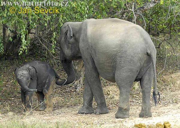 Asiatisk elefant