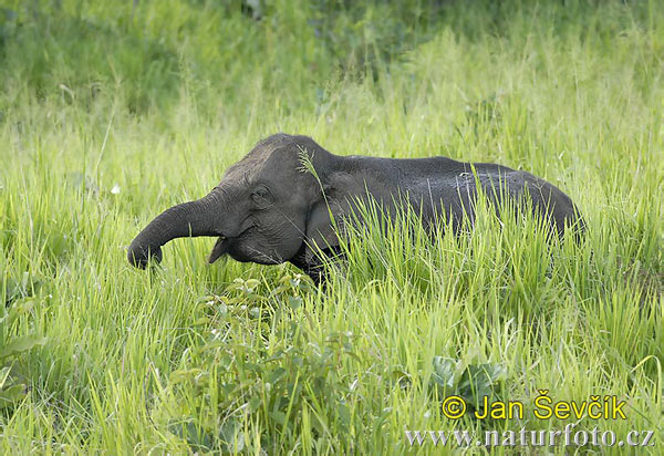 Asiatisk elefant