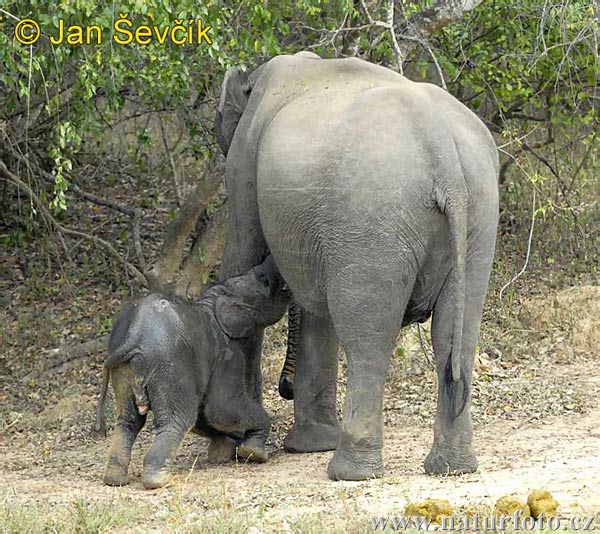 Asiatisk elefant