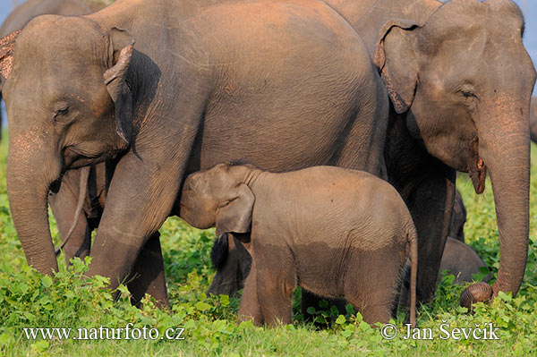 Asiatisk elefant