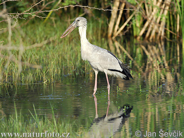 Asiatisk gapnäbbstork