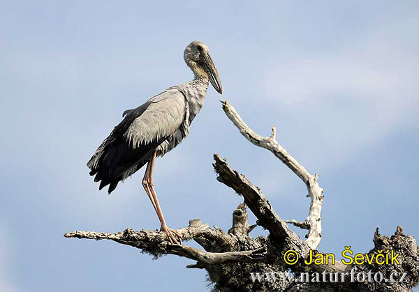 Asiatisk gapnäbbstork