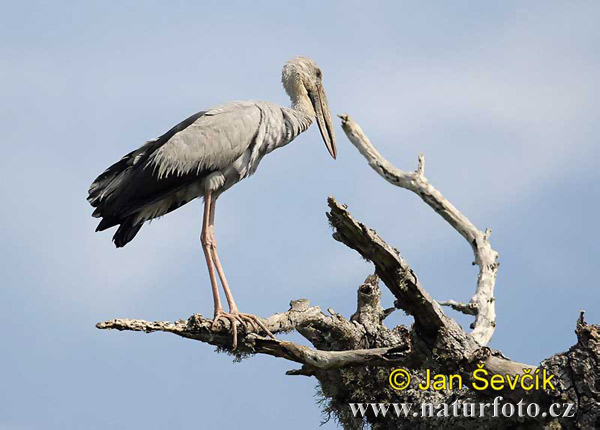 Asiatisk gapnäbbstork