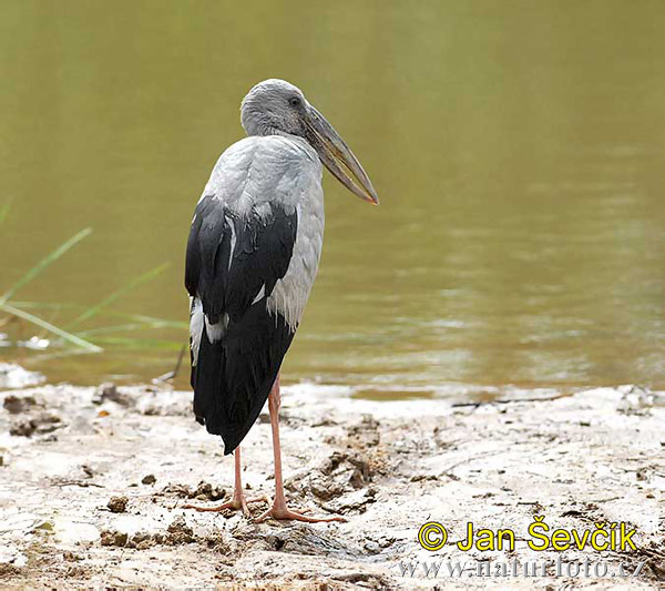 Asiatisk gapnäbbstork