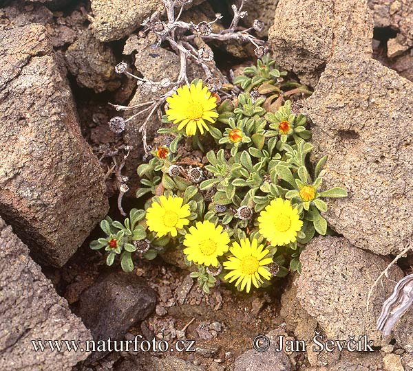 Asteriscus maritimus