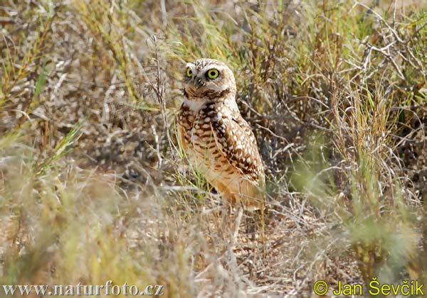 Athene cunicularia