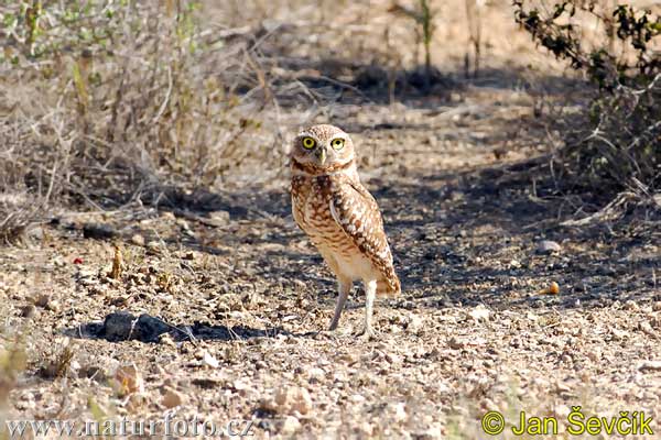 Athene cunicularia