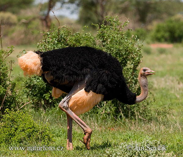 Autruche d'Afrique