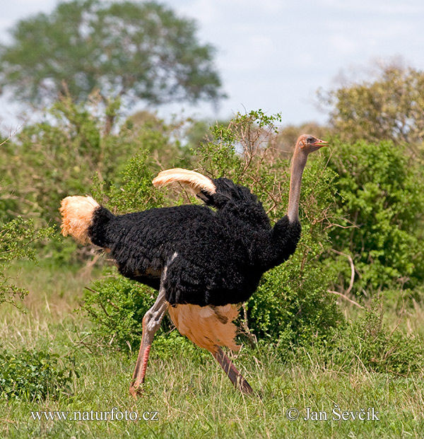 Autruche d'Afrique