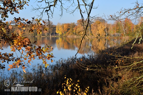 Autumn (Rybnik Laska)