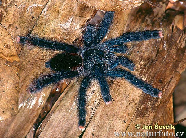 Avicularia metallica