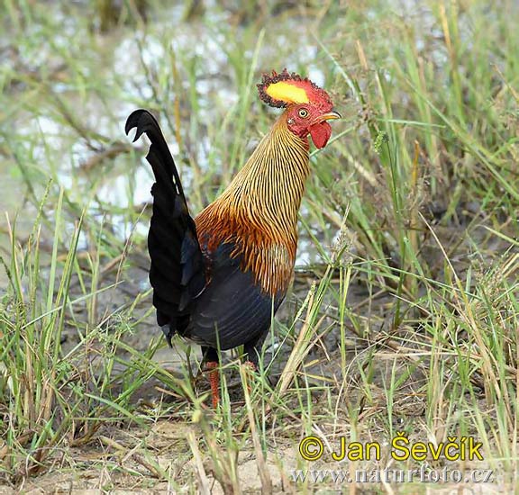 Ayam hutan Sri Lanka