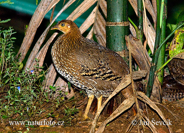 Ayam hutan Sri Lanka