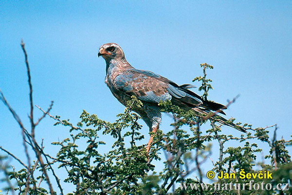 Azor-lagartijero Somalí