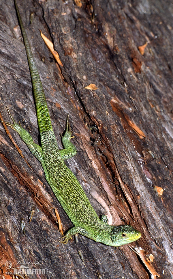 Balkan Green Lizard (Lacerta trilineata)