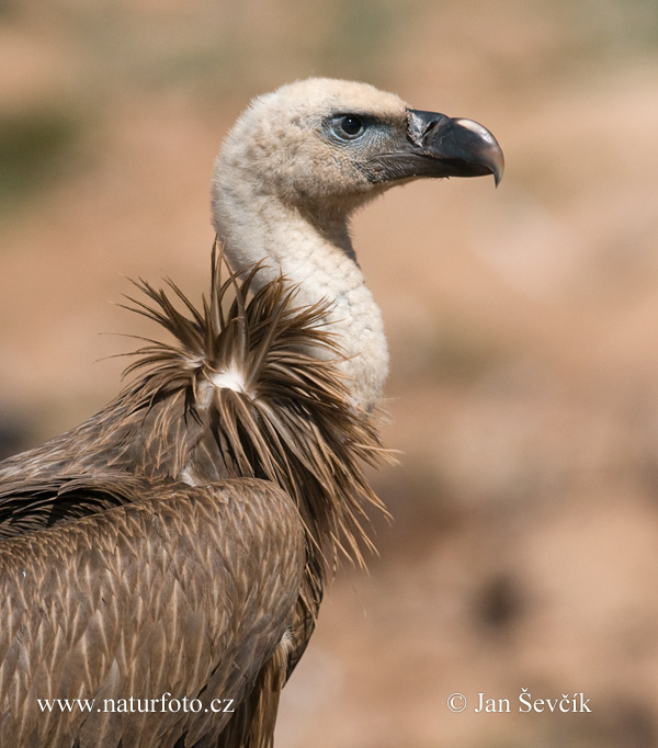 Baltgalvas grifs