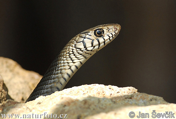 Banded Rat Snake (Ptyas mucosa maximus)
