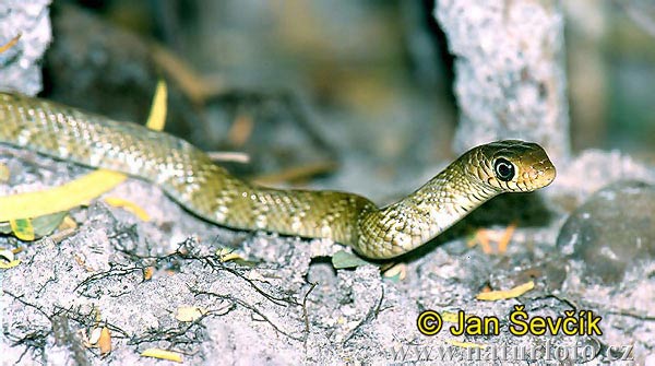 Banded Rat Snake (Ptyas mucosus)