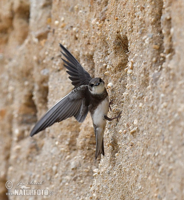 Bank Swallow (Riparia riparia)