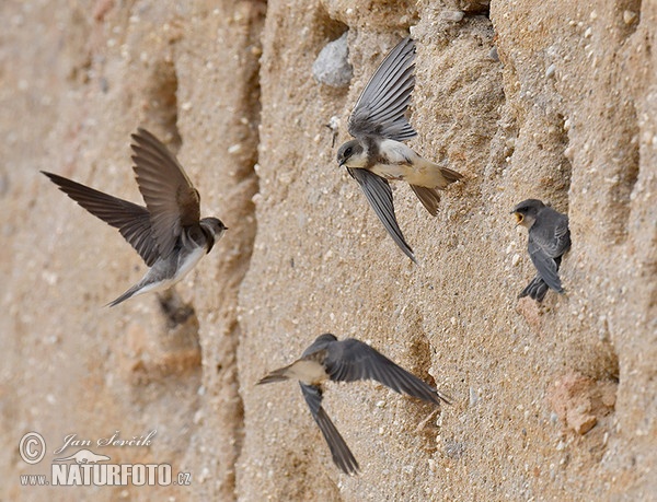 Bank Swallow (Riparia riparia)