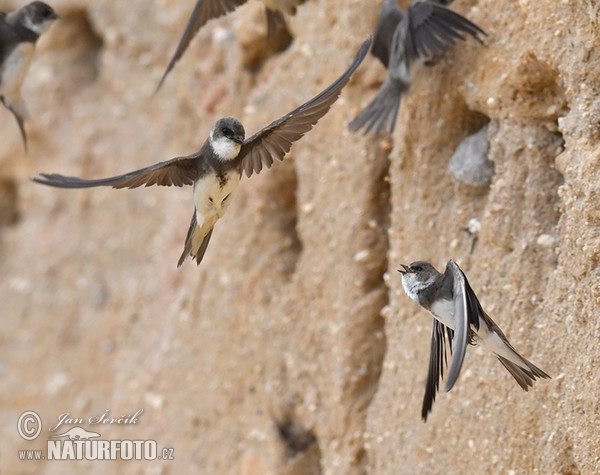 Bank Swallow (Riparia riparia)