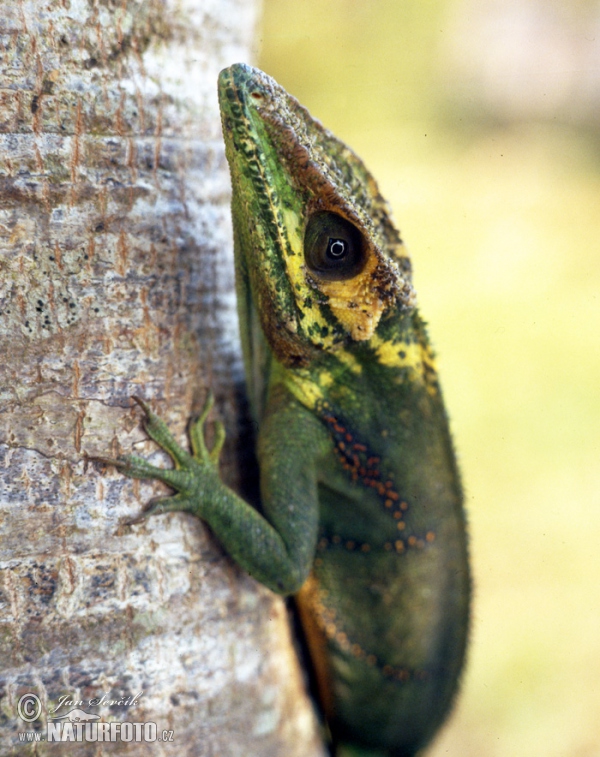 Baracoa Knight Anole (Anolis baracoae)