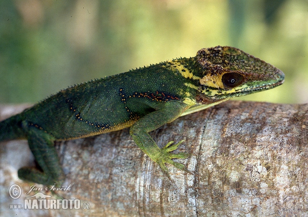 Baracoa Knight Anole (Anolis baracoae)